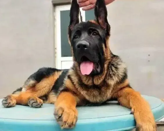 德国牧羊犬|德国牧羊犬患上犬瘟后，没精神没食欲应如何治疗