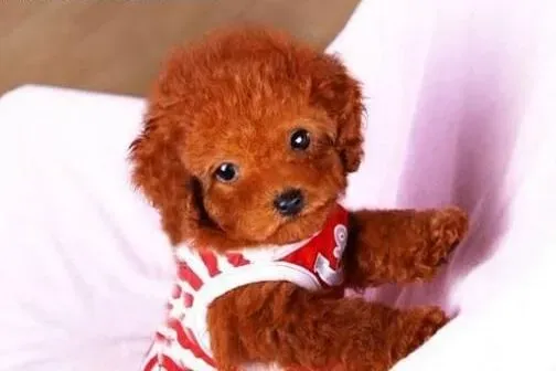贵宾犬|快速搞定陌生贵宾犬的几大要点