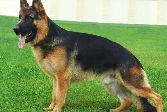 德国牧羊犬|德国牧羊犬断奶前的喂养守则