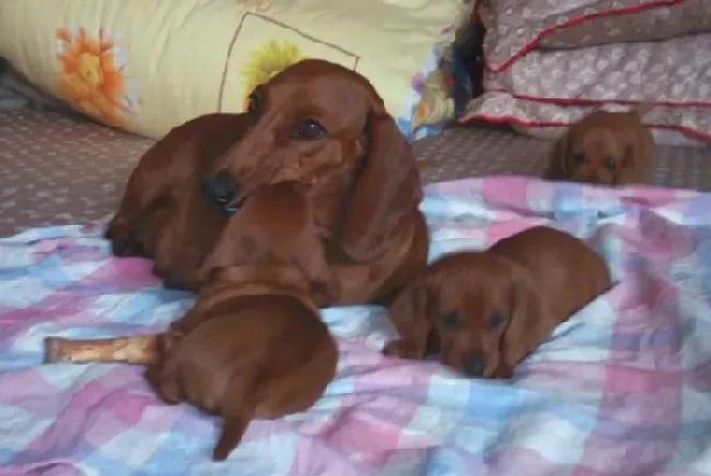 腊肠犬|为腊肠犬定期检查牙齿意义重大