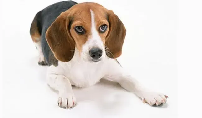 比格犬|比格犬一只眼睛老流眼泪是怎么了