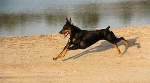 杜宾犬修耳 修耳可以提高杜宾犬的听力 | 杜宾犬