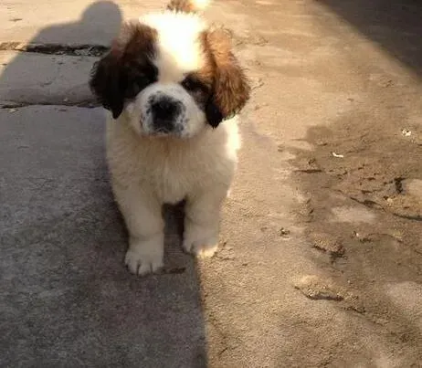 圣伯纳犬|推荐对圣伯纳犬健康有好处的营养品