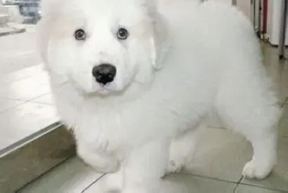 大白熊犬|饲养大白熊犬时的九大“不要”