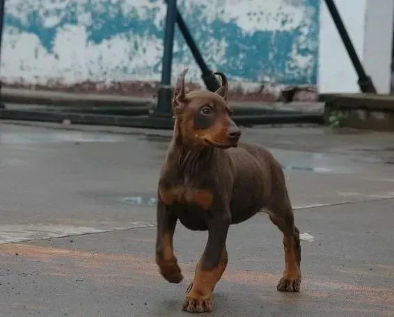 杜宾犬|导致杜宾犬被毛不光泽顺滑的原因