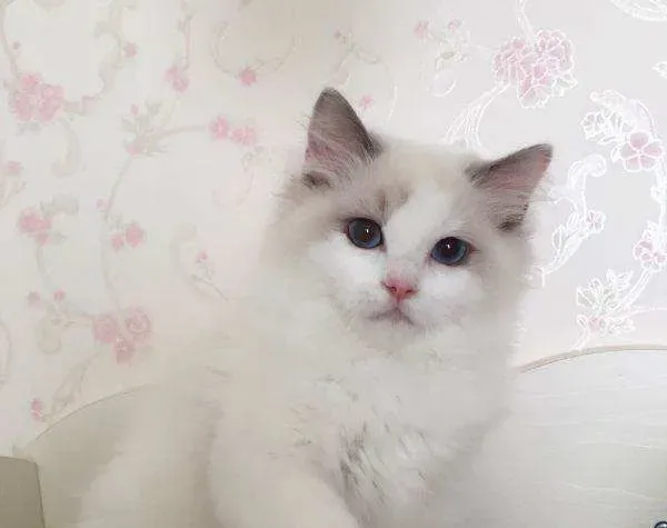 布偶猫有纯色的吗 布偶猫的颜色原来有这么多 | 布偶猫