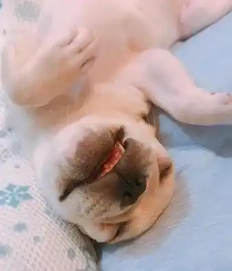 超可爱小法斗碰床瞬间晕倒 充电1秒起来继续嗨 | 狗