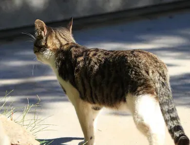 猫发情的时间 自然界的猫发情并不频繁 | 猫