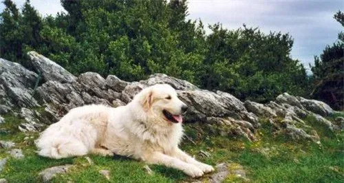 大白熊犬就是雪獒吗 完全不同的两个狗品种 | 大白熊犬