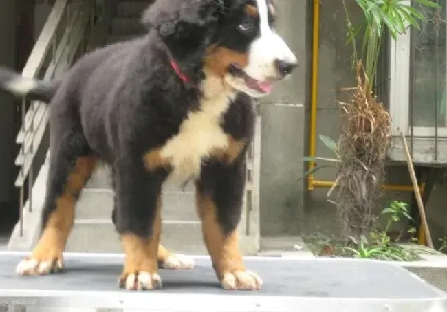 伯恩山犬|伯恩山犬一般几个月开始换牙呢