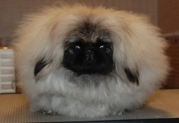 京巴狗|带京巴幼犬跑步会给尚未完全钙化的骨骼带来压力