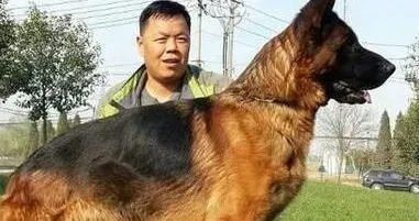 德国牧羊犬|怎样成功的人工养育德国牧羊犬幼犬