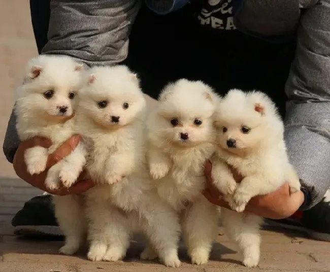 银狐犬|银狐犬打完第2针疫苗站不起来了怎么办