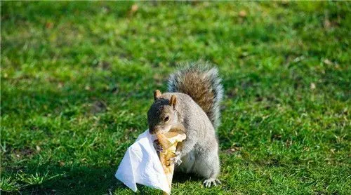 松鼠会不会游泳 宠物松鼠是会游泳的 | 松鼠