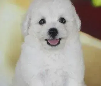 比熊犬|比熊犬突然抽搐，咬舌头是什么情况