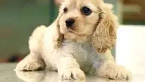 可卡犬|求狗爸狗妈支妙招 怎么训练可卡犬上厕所