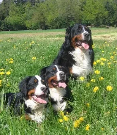 伯恩山犬|慧眼识健康 轻松通过粪便看出伯恩山犬的健康状态