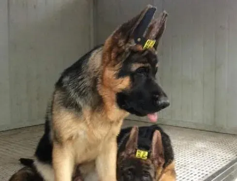 德国牧羊犬|德国牧羊犬总拉稀，一天好几次如何是好