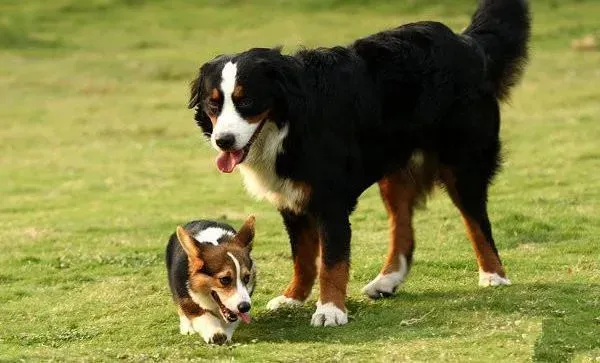 伯恩山犬|伯恩山犬走路一瘸一瘸的是因为缺钙吗