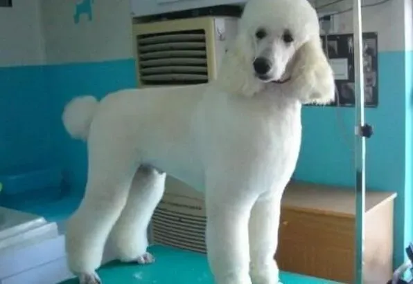 贵宾犬|怎样判断贵宾犬是否是咬人的狗狗