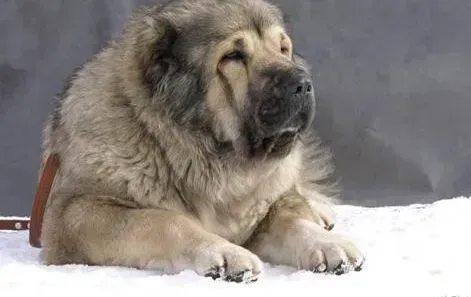 高加索犬|如何让狗更美丽 护理高加索犬的具体方法有哪些