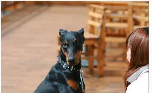 杜宾犬修耳 修耳可以提高杜宾犬的听力 | 杜宾犬
