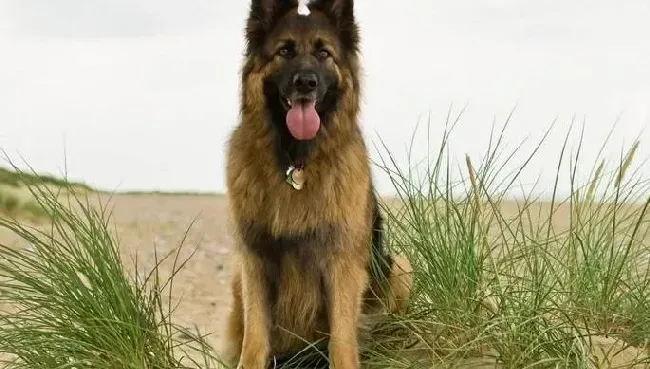 德国牧羊犬|训练德国牧羊犬的过程中最重要的两个方面