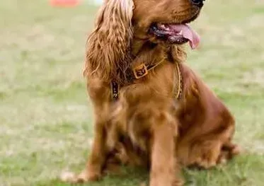 可卡犬|美容小诀窍 怎样给可卡犬的毛发做护理