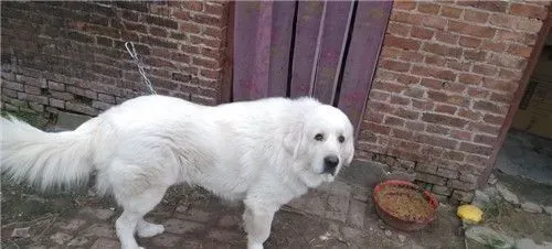大白熊犬就是雪獒吗 完全不同的两个狗品种 | 大白熊犬