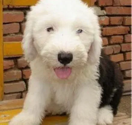 古代牧羊犬|如何提高古代牧羊犬的免疫力并促进身体健康