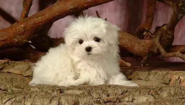比熊犬|如何正确处理已经死亡的比熊犬