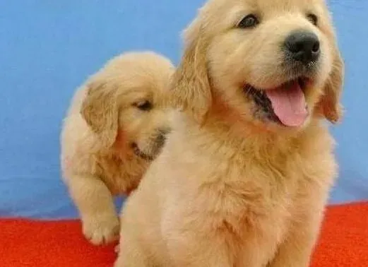 金毛|时尚用品展 给金毛犬选择个性的项圈