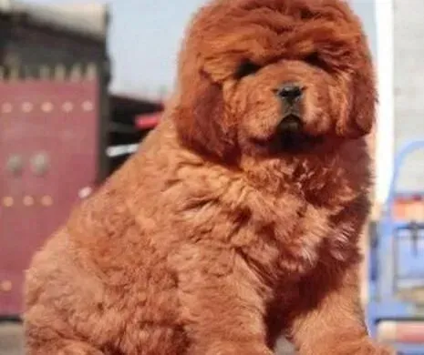 藏獒|休情期藏獒母犬的饲养管理应该怎样做