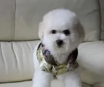 比熊犬|比熊犬出现了骨裂的情况怎么办
