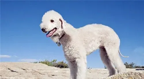 贝灵顿梗算大型犬吗 贝灵顿梗犬是中型犬 | 贝灵顿梗