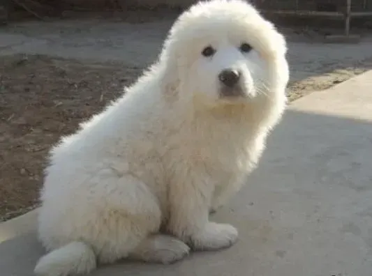 大白熊犬|刚抱回来的大白熊犬喂什么狗粮好