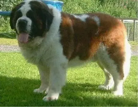 圣伯纳犬|深度剖析圣伯纳犬分娩的全部过程