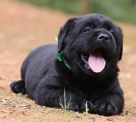 拉布拉多|我家拉布拉多犬不喜欢梳理毛发怎么办