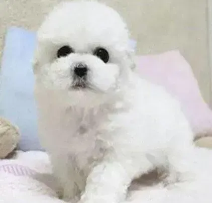 比熊犬|比熊犬睡觉的时候呼吸很快正常吗