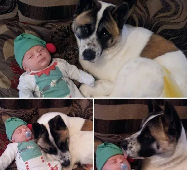 孕妇执意留下爱犬 汪救回她和宝宝一命 | 狗