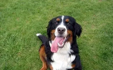 伯恩山犬初养适应度 吃饭时间限制在10分钟 | 伯恩山犬