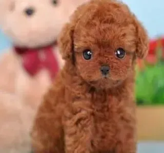 贵宾犬|贵宾犬最近不怎么爱吃饭，如何是好