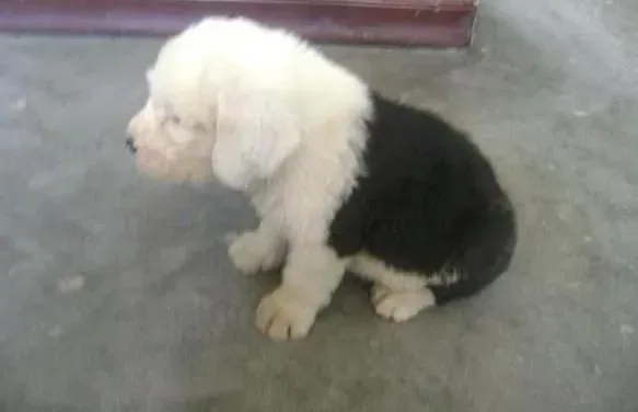 古代牧羊犬|怎样对付不听话的古代牧羊犬