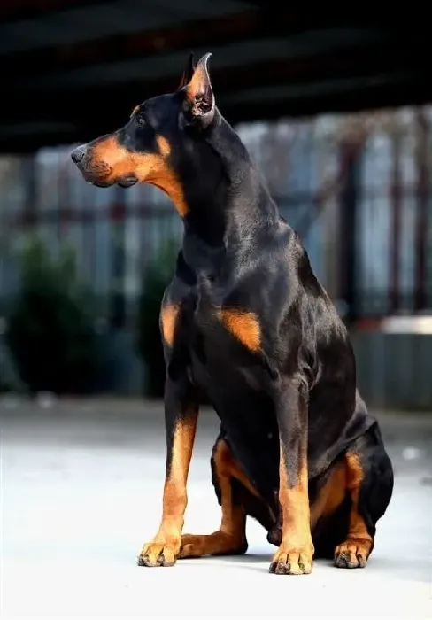 杜宾犬|安全第一 如何保护好杜宾犬
