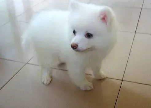 银狐犬|对银狐犬进行科学饮食管理的具体措施