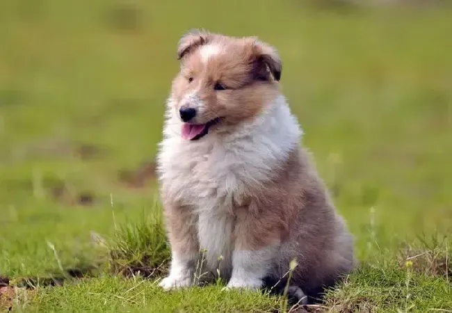苏格兰牧羊犬|苏格兰牧羊犬呕吐白黄色液体是哪里出现问题
