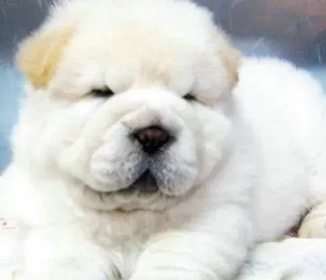 松狮犬|松狮犬配种前应要作哪些准备