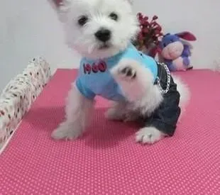 西高地|如何正确清理西高地的耳朵