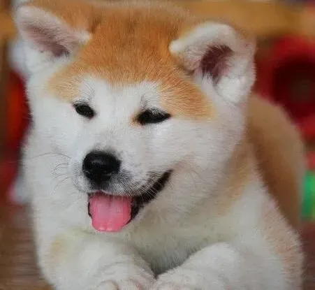 秋田犬|怎样让胆小的秋田犬变得勇敢