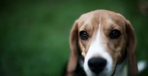 比格犬的训练 学习诱导训练法 | 比格犬